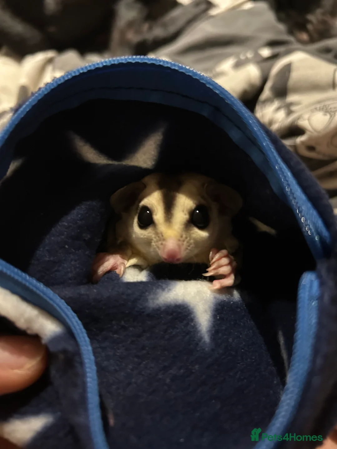 Sugar Glider rodents for sale: White face male sugar glider  - Advert 2