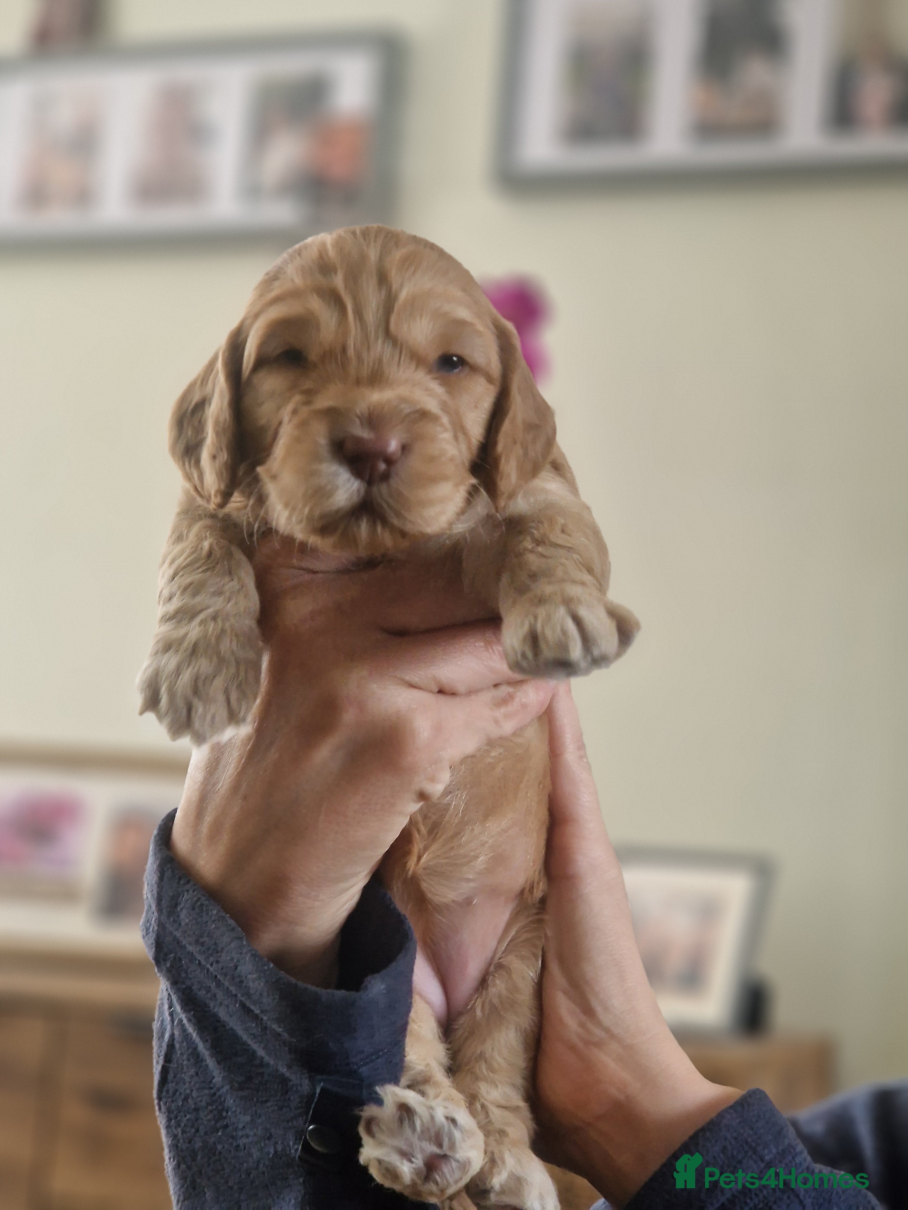 Cockapoo Puppy 1