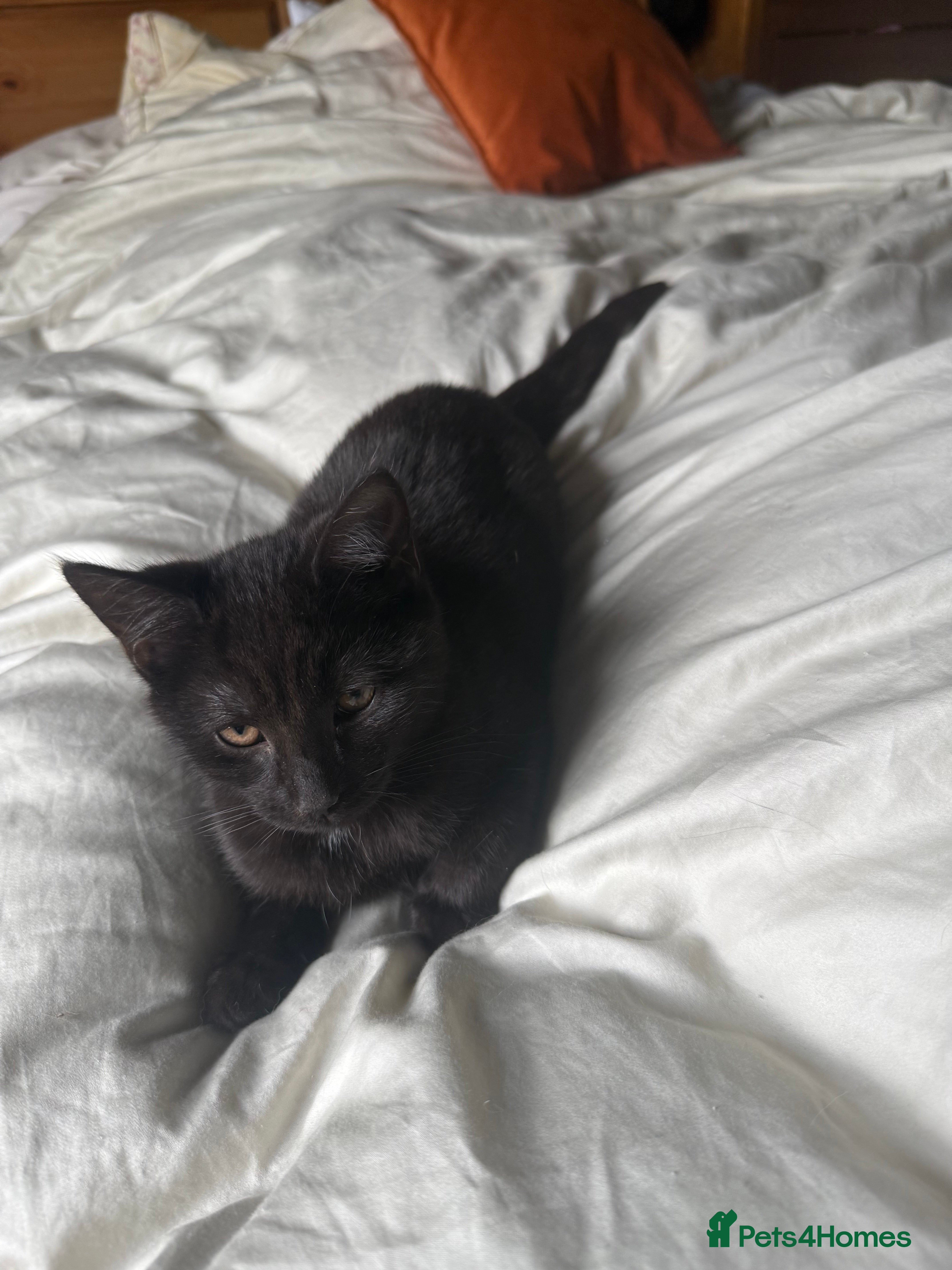 Mixed Breed cats Camera shy black Kitten - Advert 3