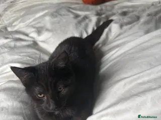 Mixed Breed cats Camera shy black Kitten - Advert 4