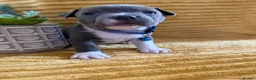 Staffordshire Bull Terrier dogs for sale: KC Blue Staffordshire bull terrier puppies  - Advert 2