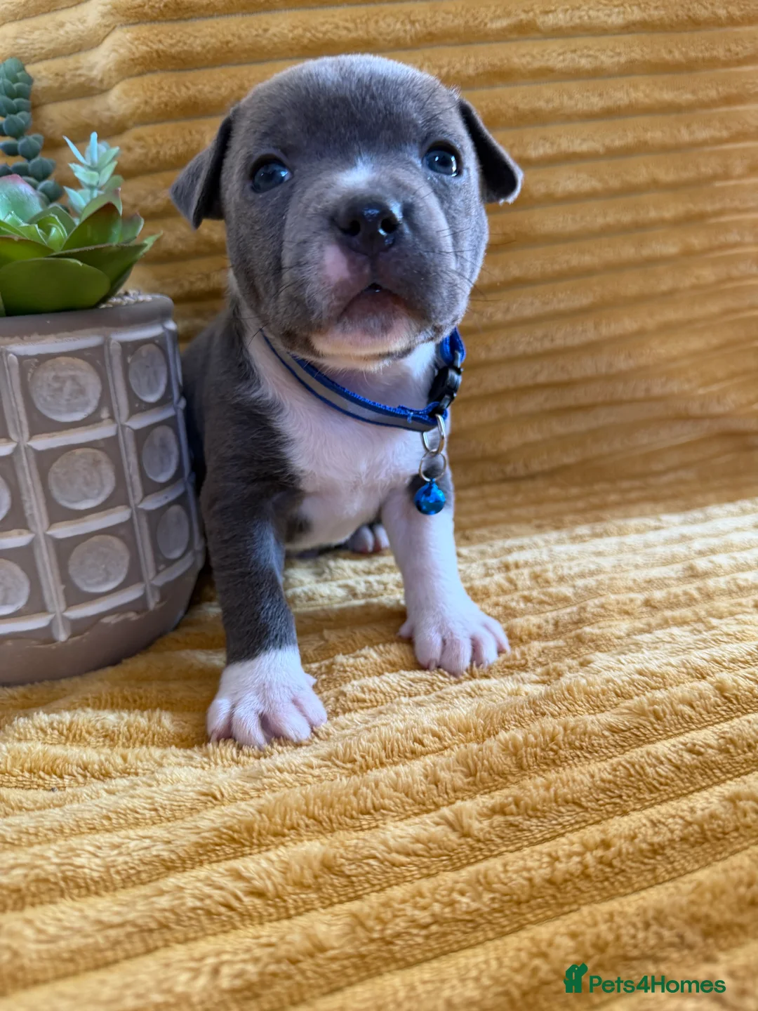 Staffordshire Bull Terrier dogs for sale: KC Blue Staffordshire bull terrier puppies  - Advert 2