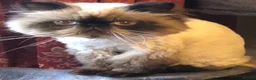 Persian cats for sale: Persian Kittens looking for a new home. - Advert 11