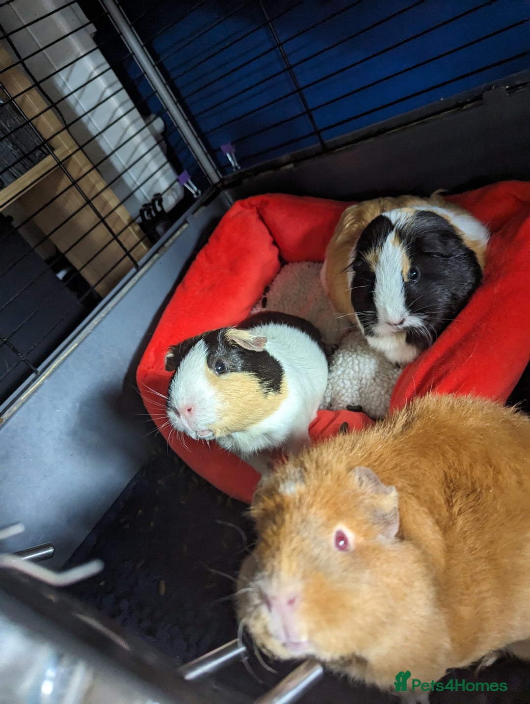 Guinea Pig rodents for sale: 3 girls looking for loving home - Image 2