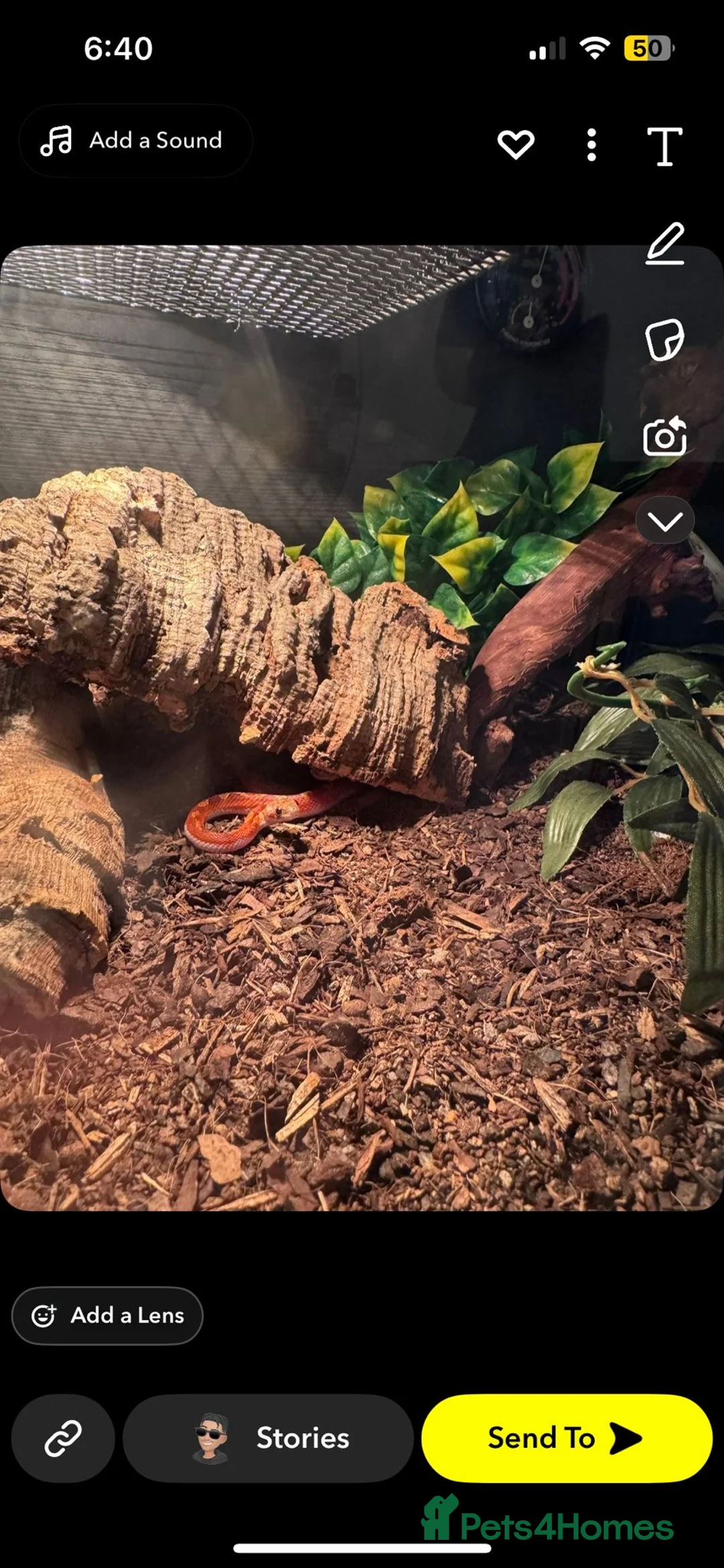 Corn Snake reptiles for sale: Baby female corn snake  - Advert 4