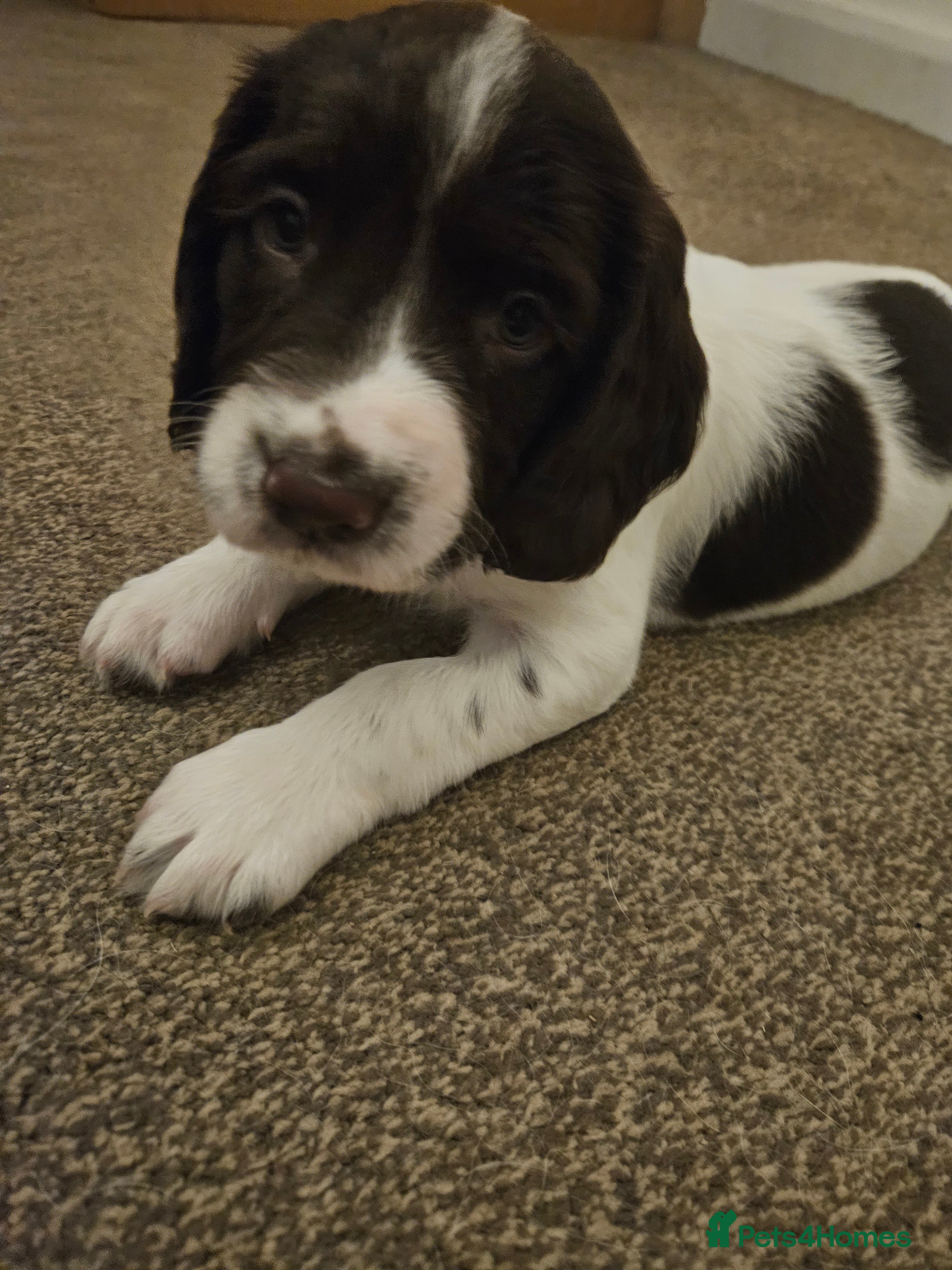 English Springer Spaniel dogs Springer Spaniel Puppies ready for forever homes - Advert 1