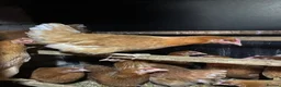 Hens poultry for sale: Point of lay fully vaccinated hybrid hens isa  - Advert 5
