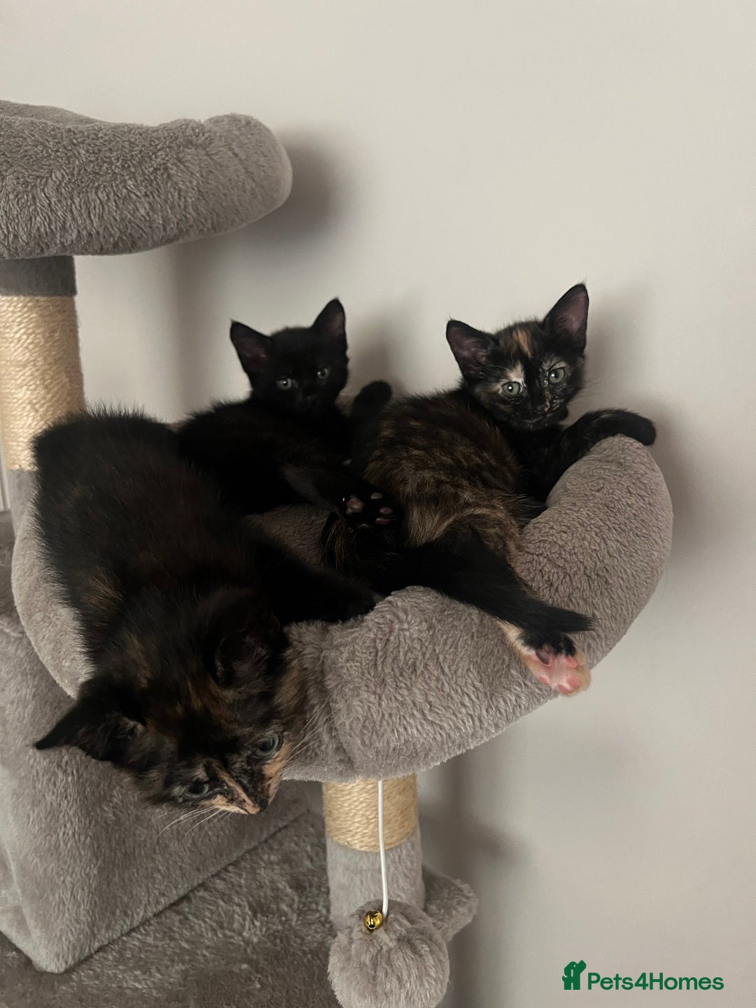 Mixed Breed cats for sale: Tortie kittens - Image 10