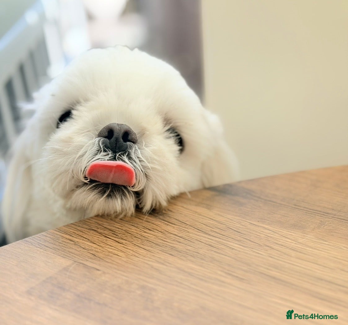 Maltese dogs Full Korean Male Maltese 21 months  🩵  - Advert 1