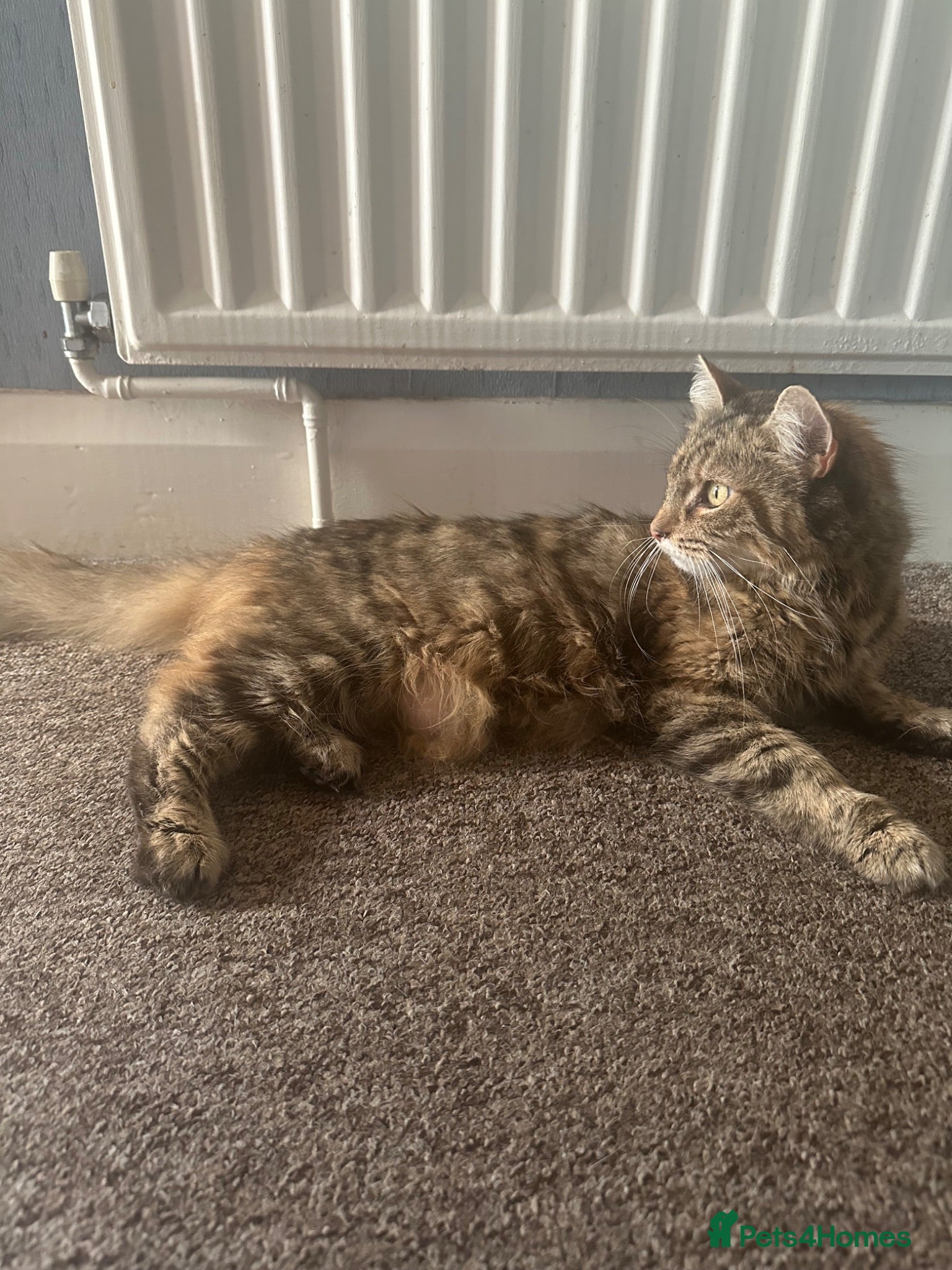 Mixed Breed cats 🐾 3 beautiful fluffy girls looking for new home . - Advert 1