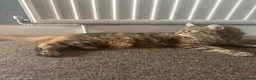 Mixed Breed cats for sale: 🐾 3 beautiful fluffy girls looking for new home . - Advert 1