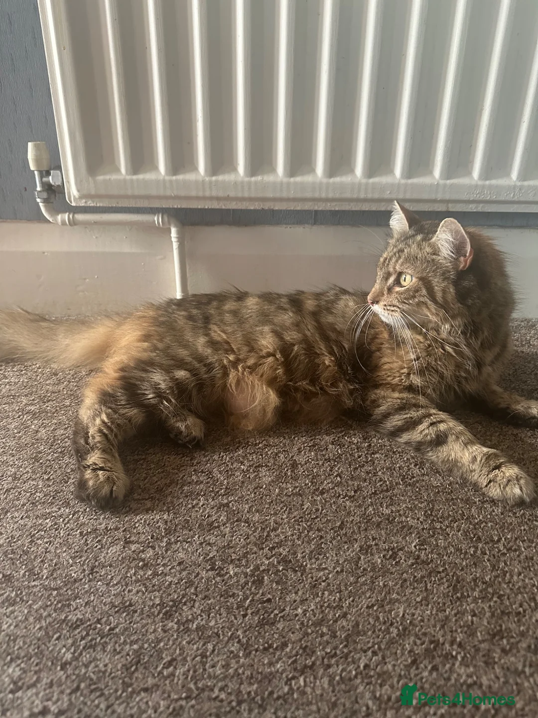 Mixed Breed cats for sale: 🐾 3 beautiful fluffy girls looking for new home . - Advert 1