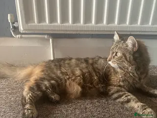 Mixed Breed cats 🐾 3 beautiful fluffy girls looking for new home . - Advert 18