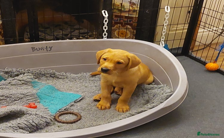 Labrador Retriever dogs - Advert 12