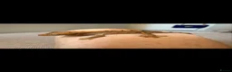 Gecko reptiles for sale: Crested gecko babies  - Advert 9