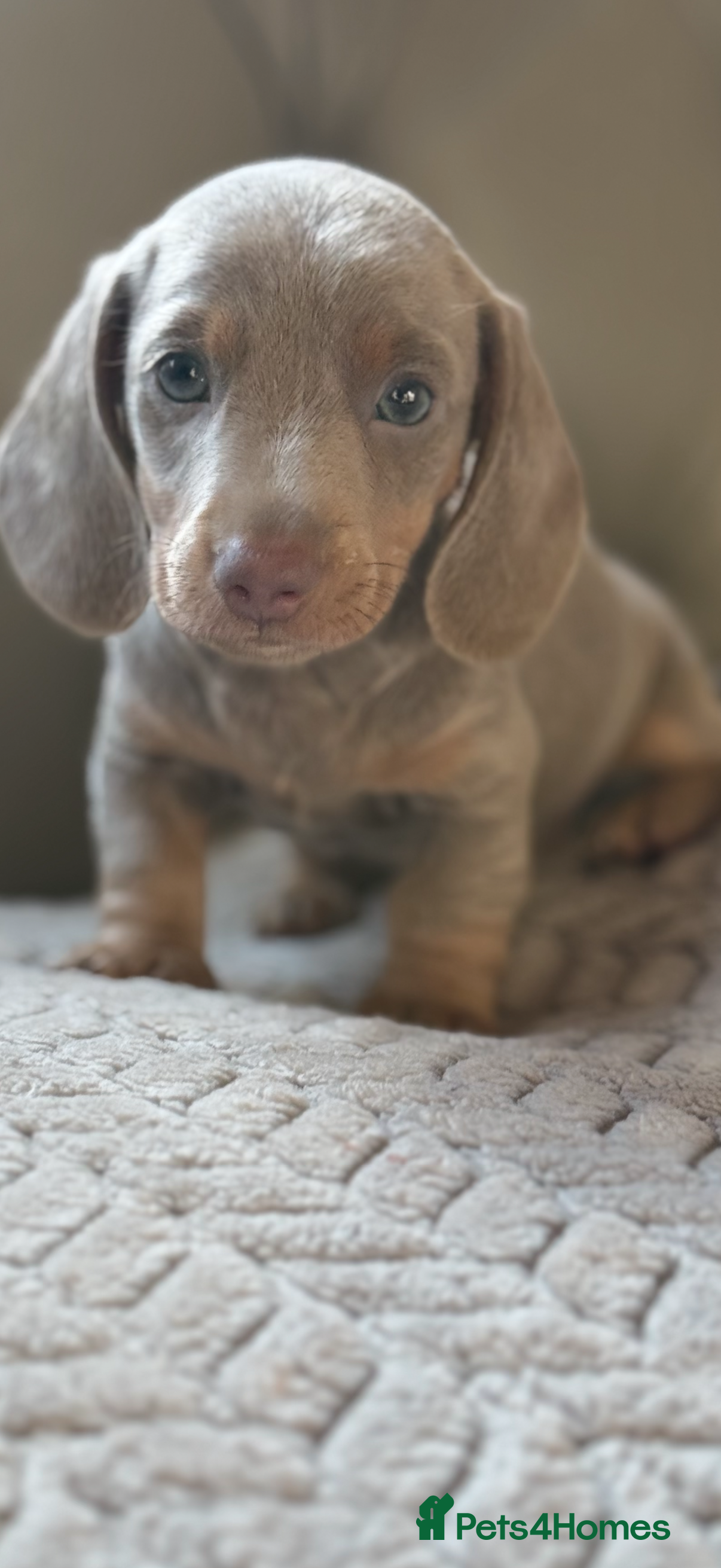 Miniature Dachshund dogs 🎀 READY NOW KC REG SHOW QUALITY MALE 🎀 - Advert 14