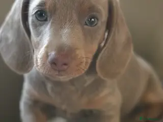 Miniature Dachshund dogs 🎀 READY NOW KC REG SHOW QUALITY MALE 🎀 - Advert 14