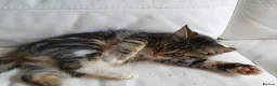 Maine Coon cats for sale: 2 Maine Coon Cross kittens for sale - Advert 8