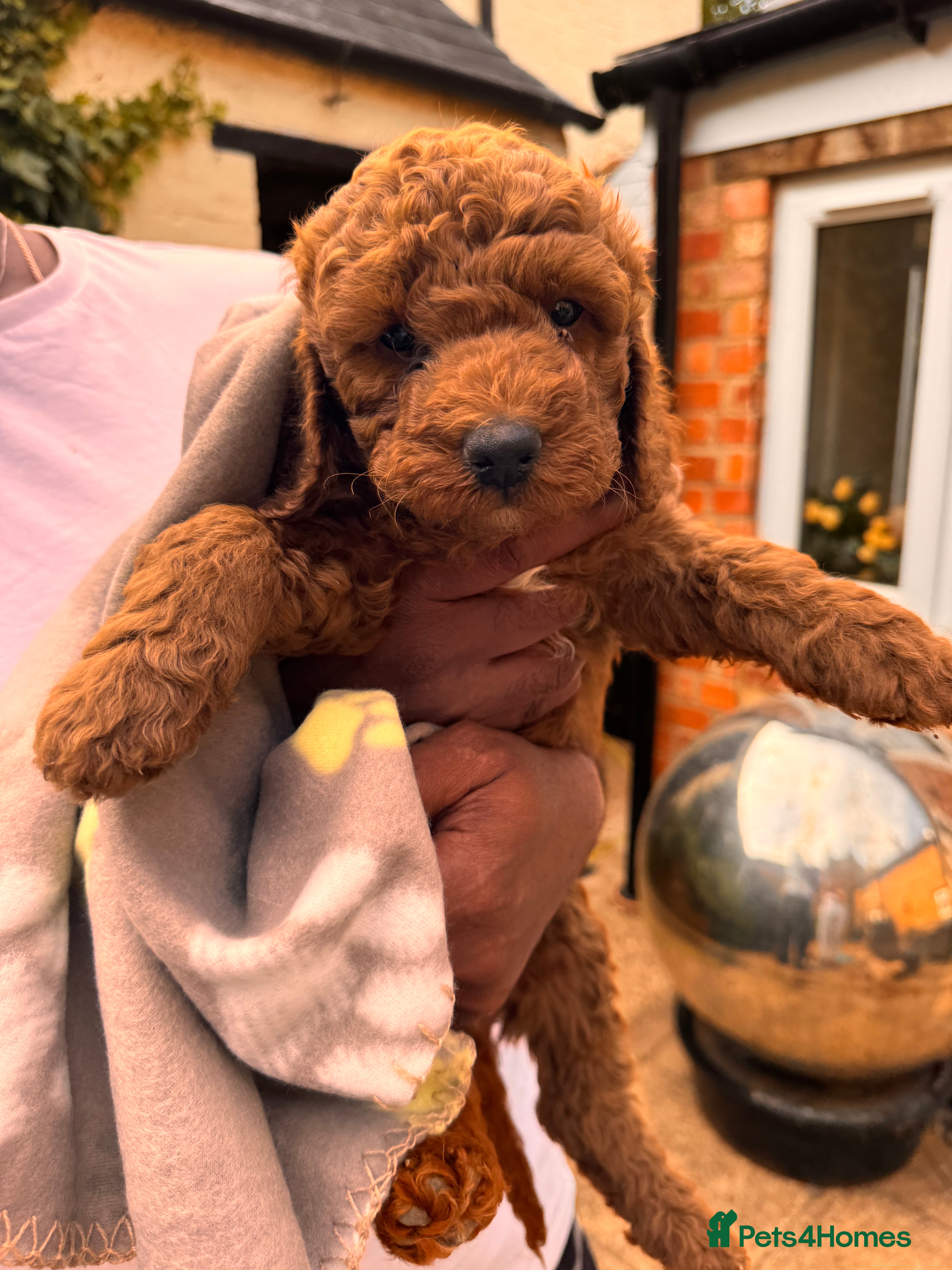 Australian Labradoodle dogs Double Doodles ( Australian mini labradoodles) - Advert 18