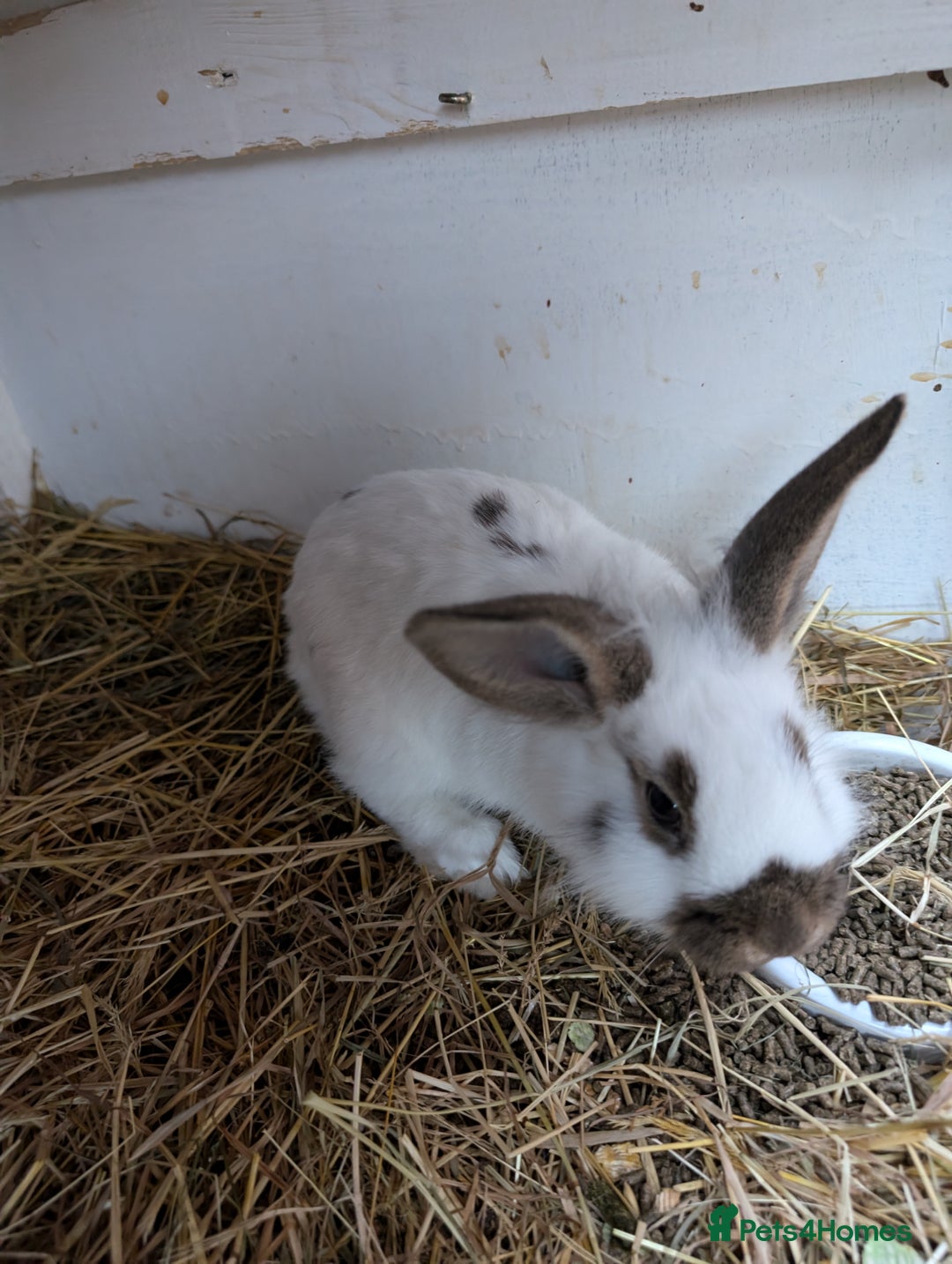 Mini Lop rabbits for sale: Minilop cross, buck  - Advert 3