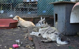 Mixed Breed dogs for adoption: 💙🐶 NICK AND MAILY 🐶💖 - Image 32