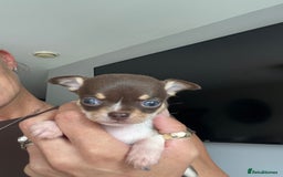 Chihuahua dogs for sale: Chocolate parti chihuahua puppys - Image 23