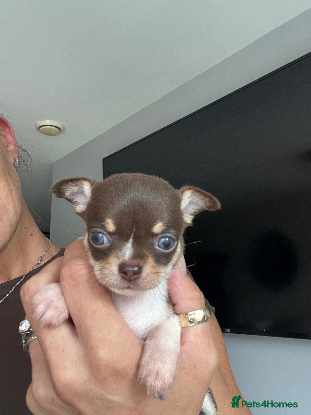 Chihuahua dogs for sale: Chocolate parti chihuahua puppys - Image 23