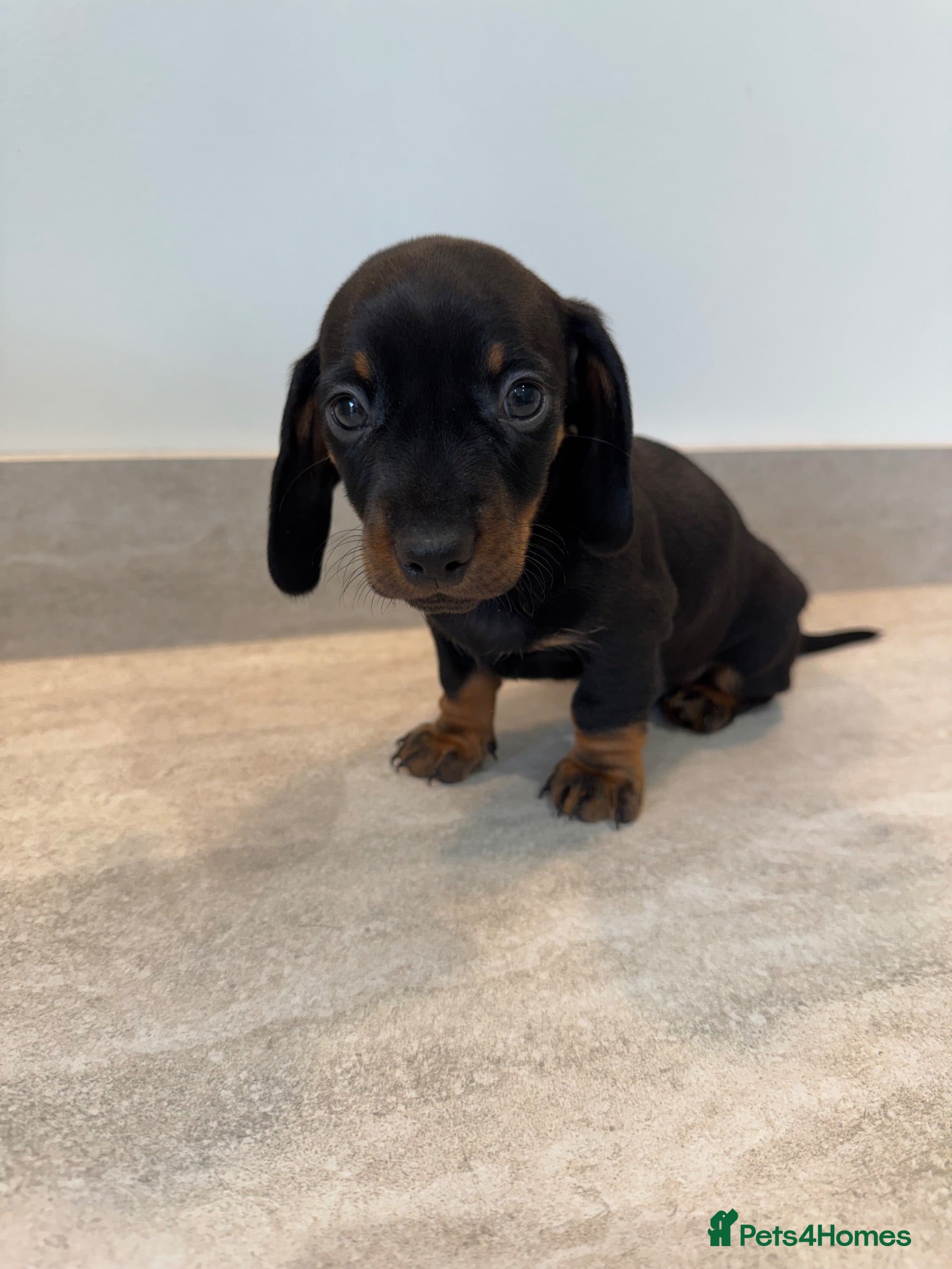 Miniature Dachshund dogs Stunning true mini KC Dachshund puppies - Advert 10