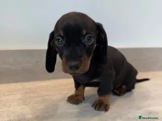 Miniature Dachshund dogs Stunning true mini KC Dachshund puppies - Advert 10