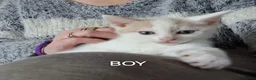 Mixed Breed cats for sale: Kittens looking for there forever homes. - Advert 12