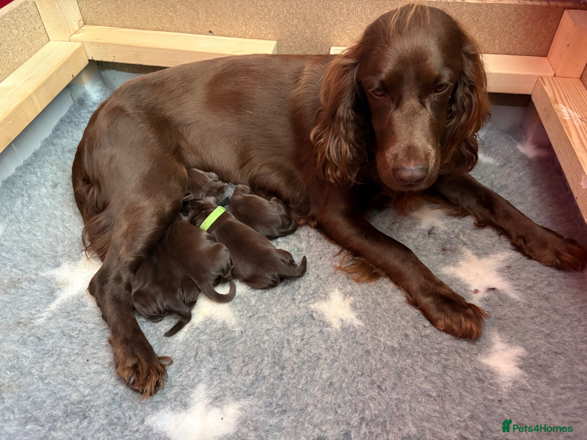 Cocker Spaniel dogs for sale: Litter of 10 gorgeous working Cocker Spaniels in Norwich - Advert 7