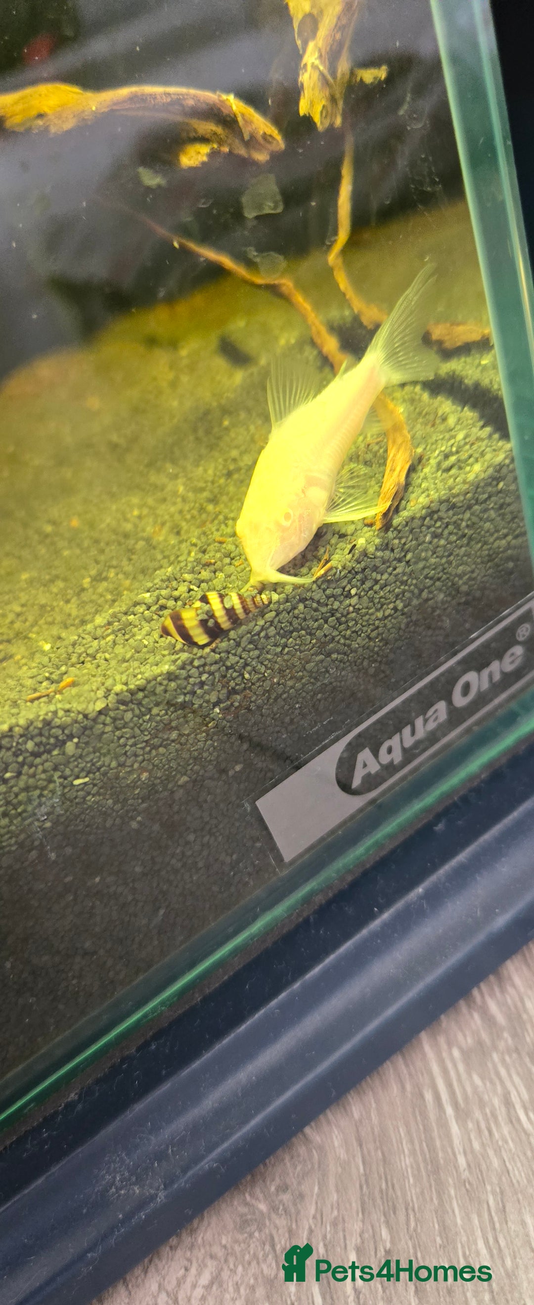 Catfish fish for sale: 5 catfish for sale with aquarium and filter - Image 6
