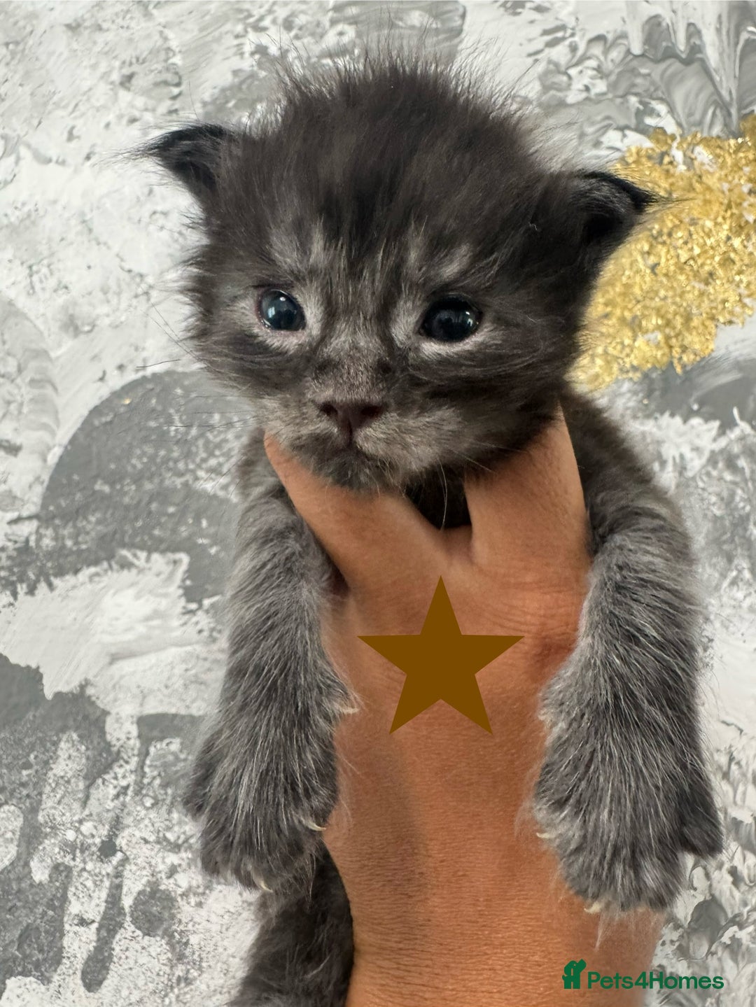 Maine Coon cats for sale: Full Maine Coone Kittens - Image 5