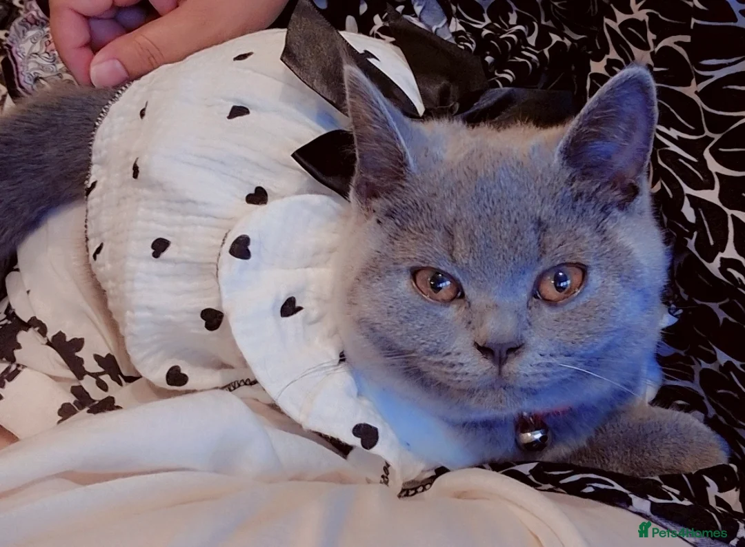 British Shorthair cats for sale: British Shorthair active Girl  - Advert 5