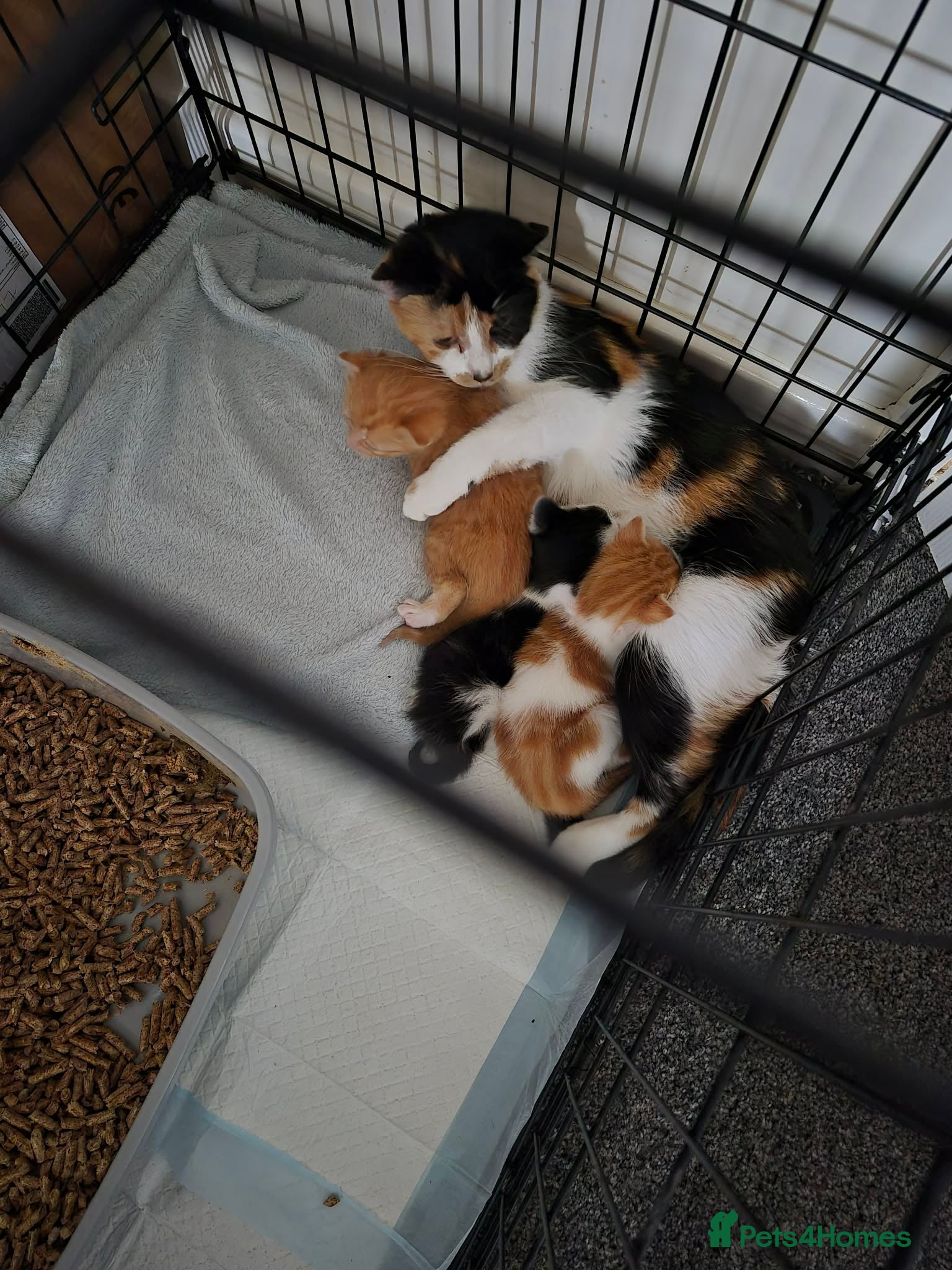 Mixed Breed cats 3 beautiful kittens for sale - Advert 2
