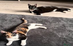 British Shorthair cats for sale: Playful Kitten  - Image 6