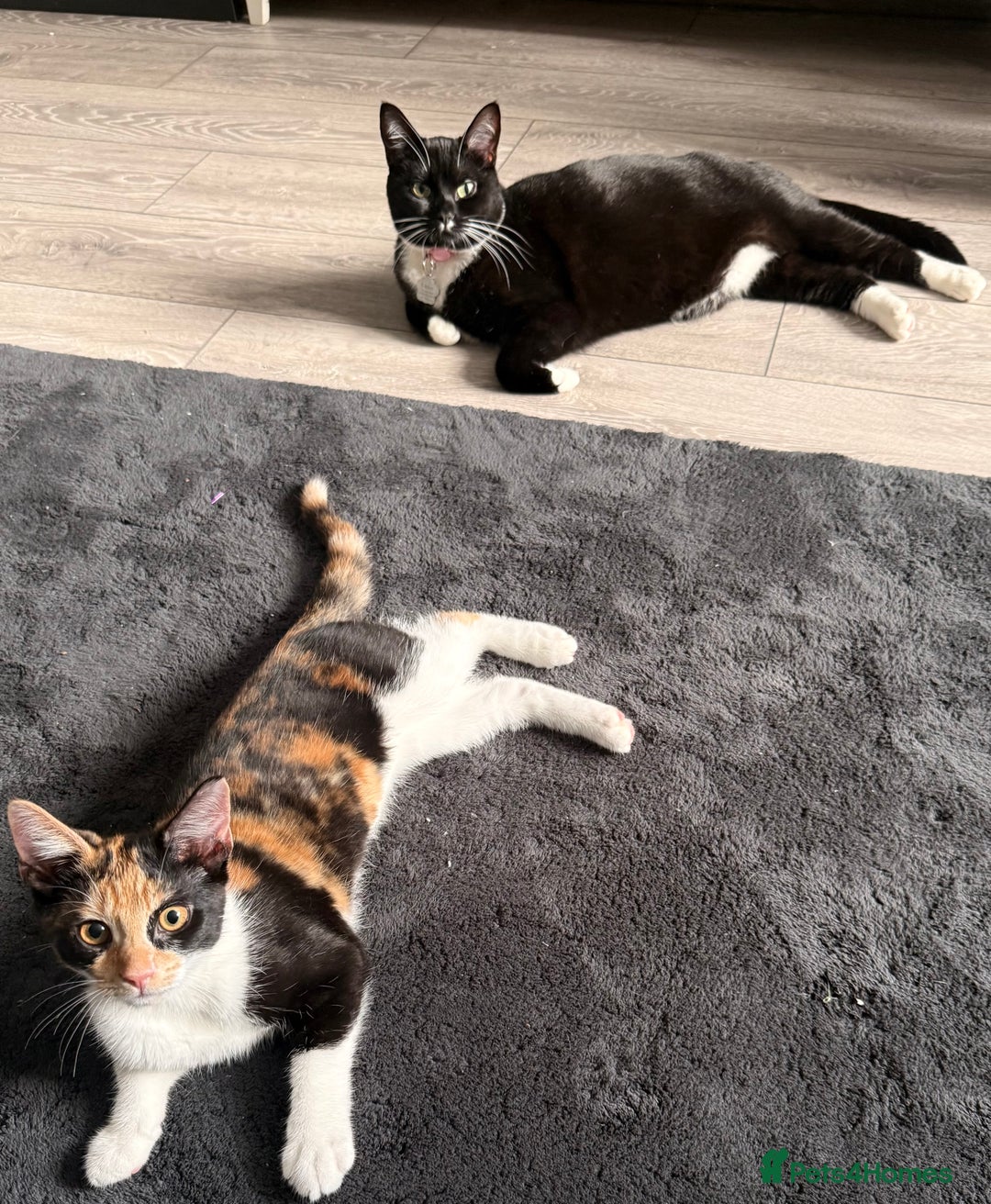 British Shorthair cats for sale: Playful Kitten  - Image 6