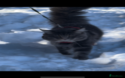Maine Coon cats for sale: Maine coon kittens - Image 5