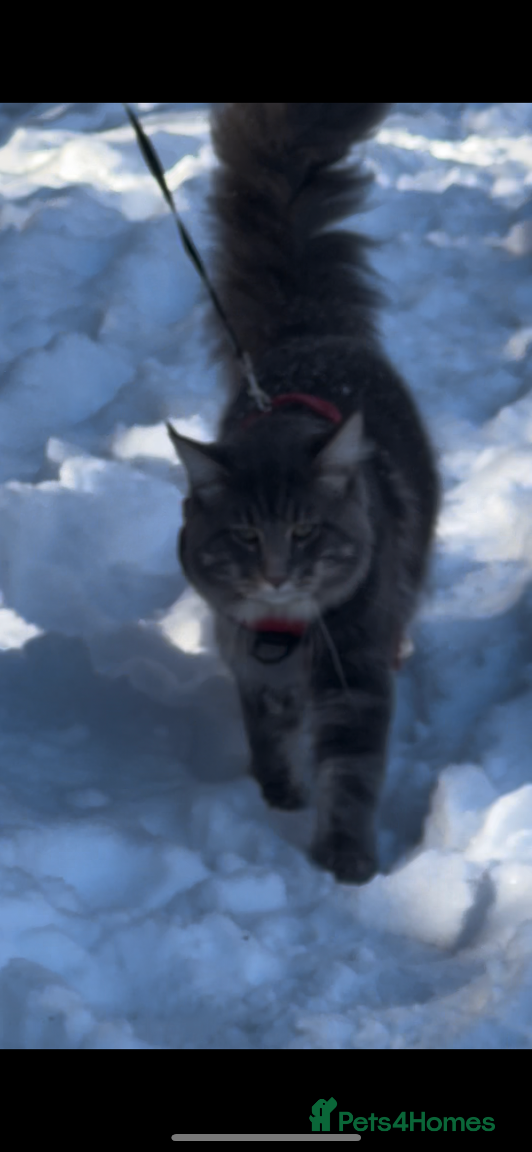 Maine Coon cats for sale: Maine coon kittens - Image 5