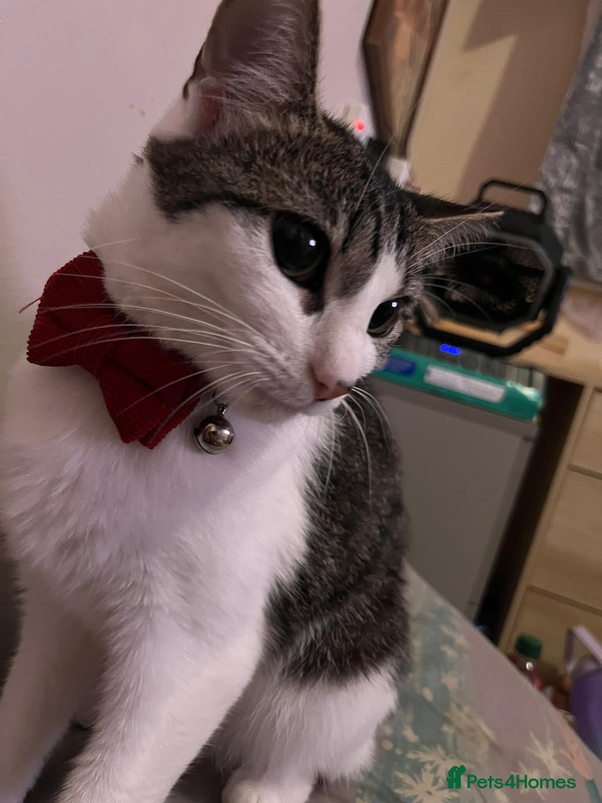 Mixed Breed cats Princess Aurora 2 Year Old Female in Colchester - Advert 2