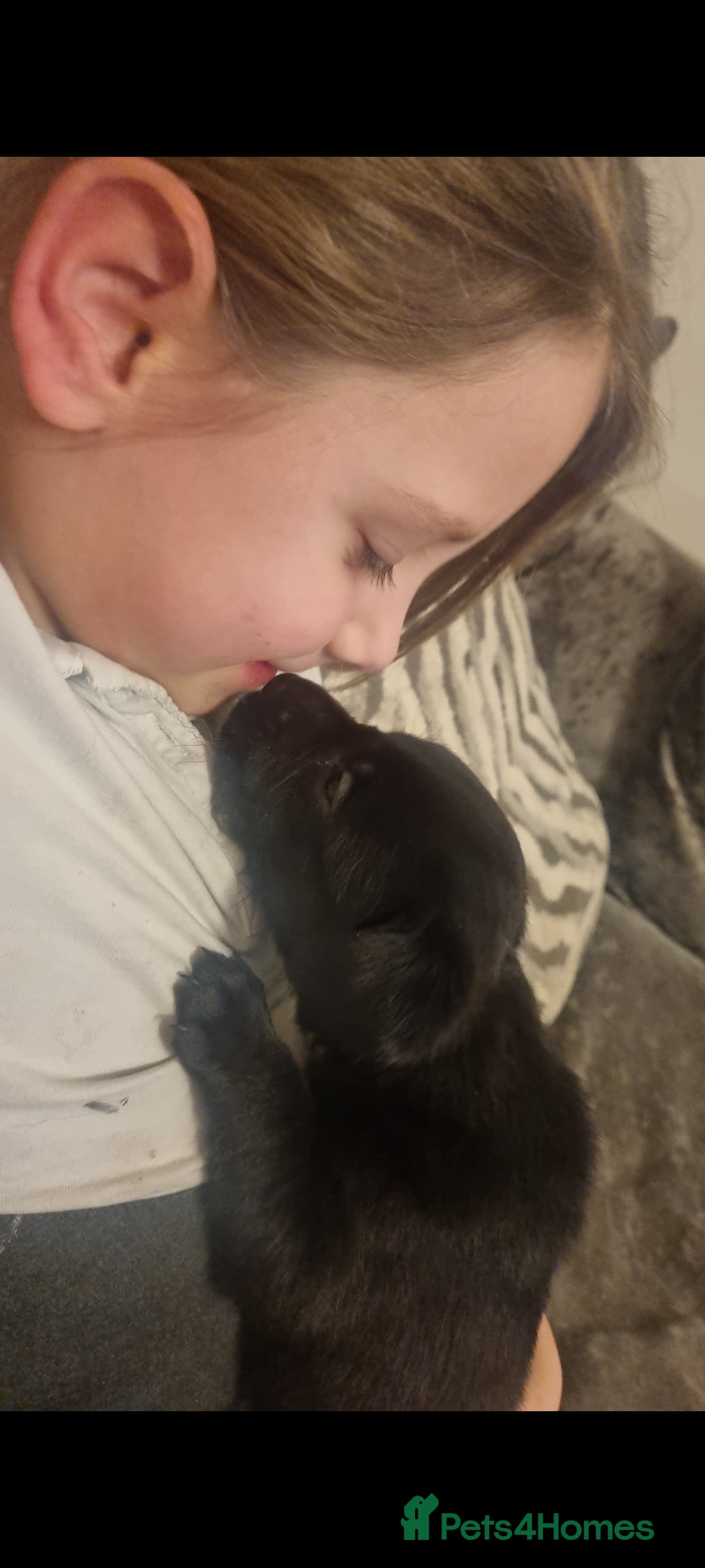 Labrador Retriever dogs for sale: Beautiful chunky labrador puppies - Advert 10