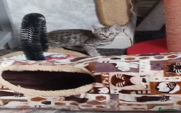 Bengal cats for sale: Silver bengals - Image 13