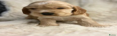 Cocker Spaniel 1