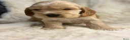 Cocker Spaniel dogs for sale: Beautiful show cocker spaniel pups  - Advert 15