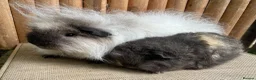 Guinea Pig rodents for sale: Swiss teddies  - Advert 4
