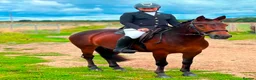 Exmoor horses for sale:  13'2 of fun and memories waiting to be made  - Advert 3