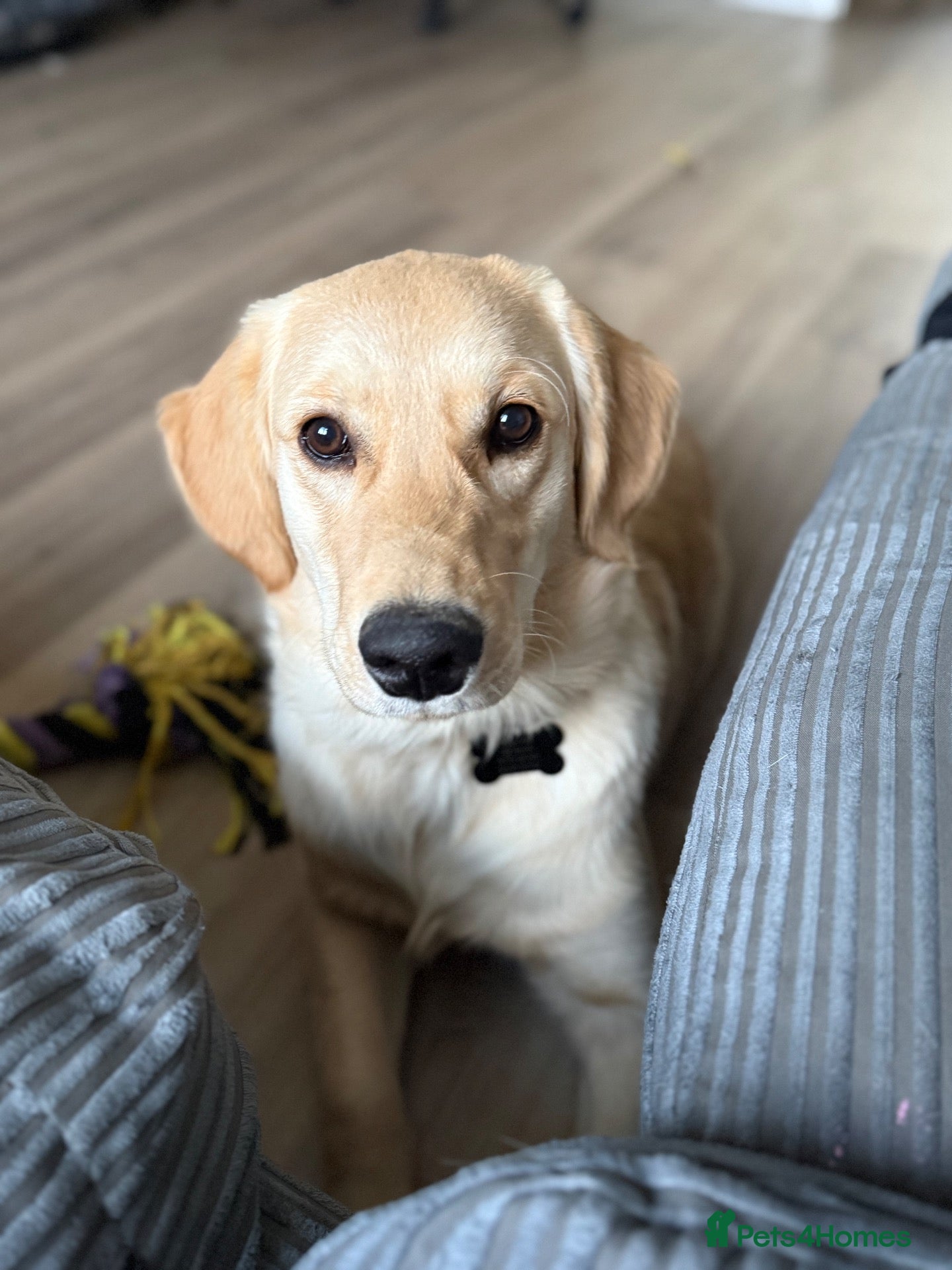 Golden Retriever dogs 7 month old golden retriever  - Advert 4