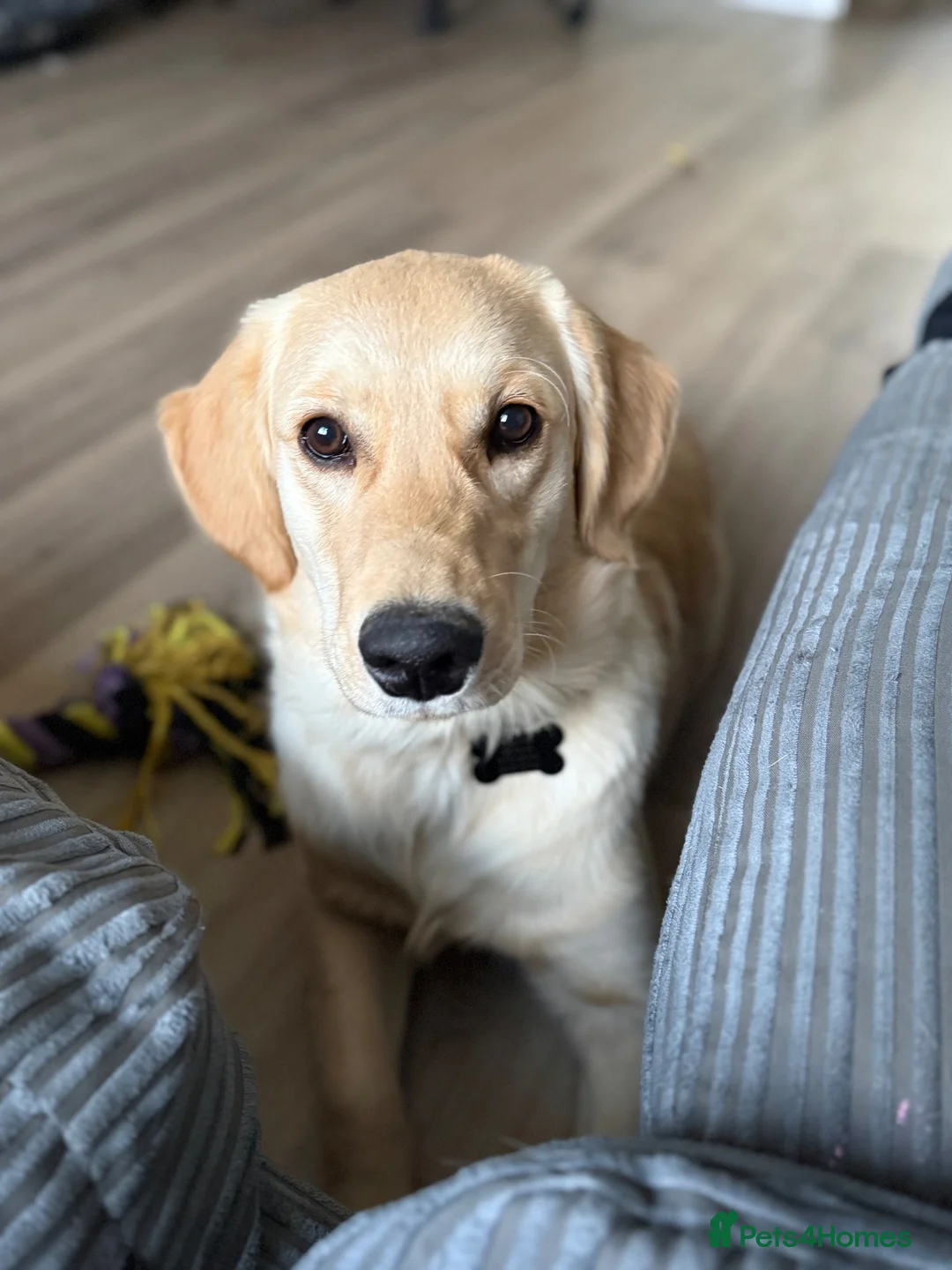 Golden Retriever dogs for sale: 7 month old golden retriever  - Advert 1