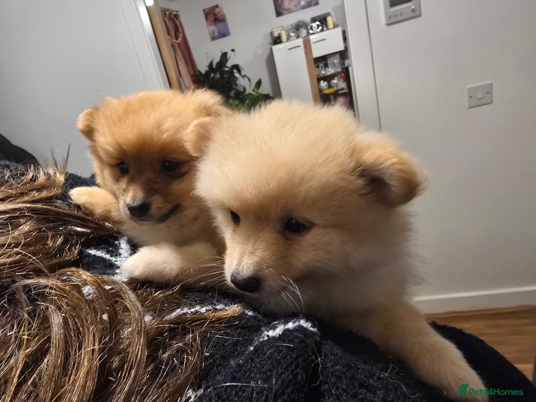 Pomeranian dogs for sale: Sweet puppies  - Image 6