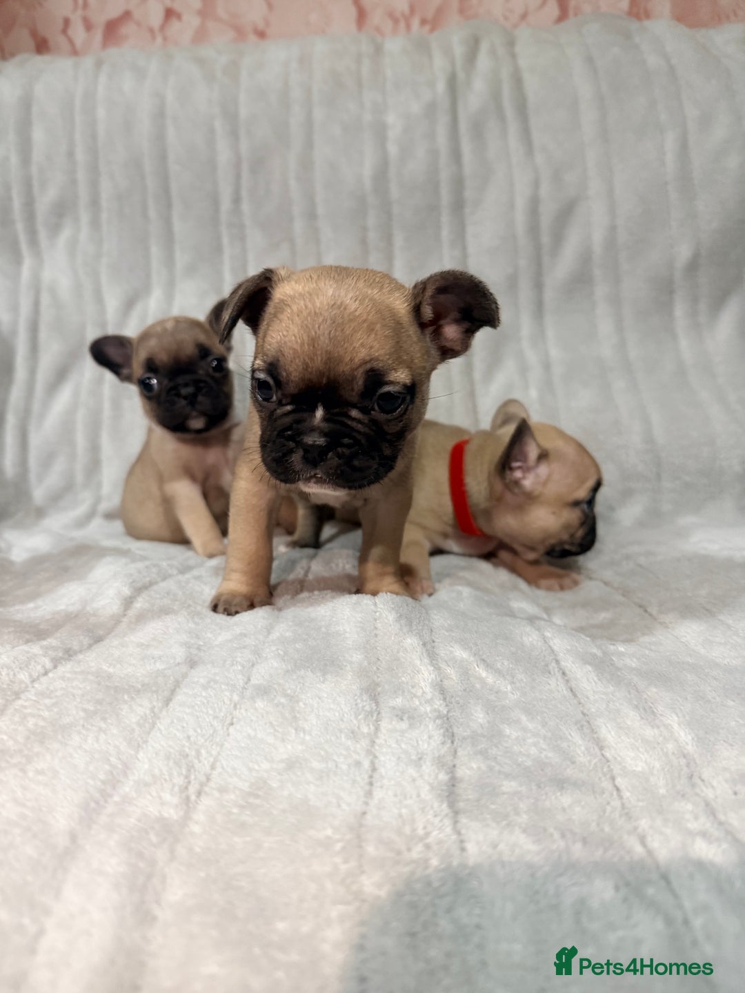 French Bulldog dogs for sale: Pedigree Mum Frenchy Pups-Gorgeous and ready soon! - Advert 12